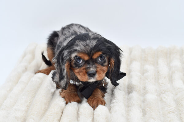 [#26348-03]  - Blue Merle F Cavalier King Charles Spaniel Puppies for Sale