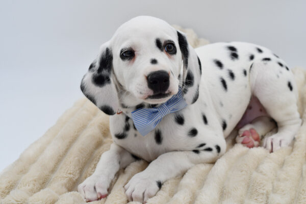 [#26386-04]  - White M Dalmatian Puppies for Sale