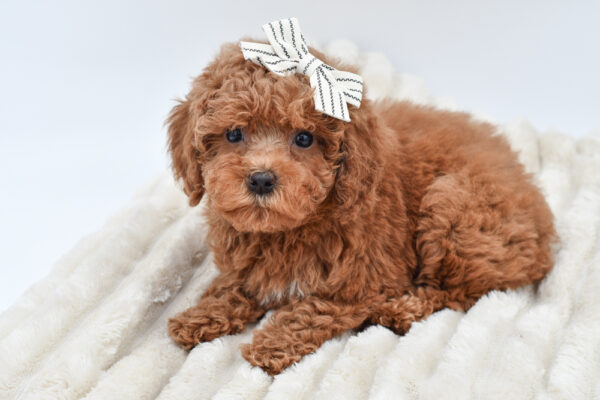 [#26388-03]  - Red F Poodle Puppies for Sale