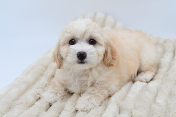 [#26421-02]  - Tan M CotonPoo Puppies for Sale