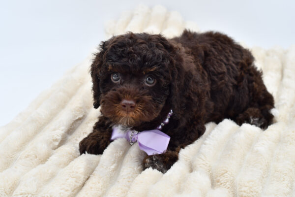 [#26469-04]  - Chocolate F Cavapoo F2 Puppies for Sale