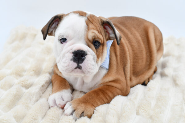 [#26359-03]  - Red / White M English Bulldog  Puppies for Sale