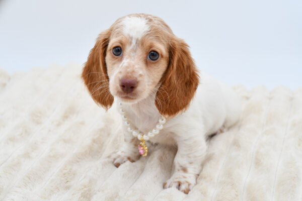 [#26391-04]  - White / Red F Dachshund Puppies for Sale