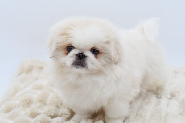 [#26429-01]  - Cream M Pekingese Puppies for Sale