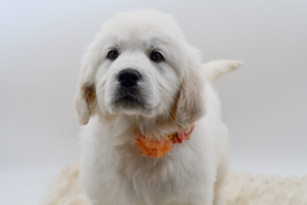 [#26108-04]  - English Cream F Golden Retriever Puppies for Sale
