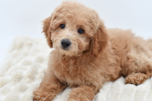 [#26197-06]  - Light Red M Goldendoodle Mini Puppies for Sale