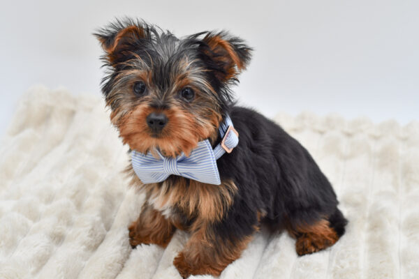 [#2695-01]  - Black / Tan M Yorkshire Terrier Puppies for Sale