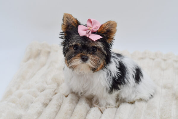 [#26195-02]  - Black White / Tan F Biewer Terrier Puppies for Sale