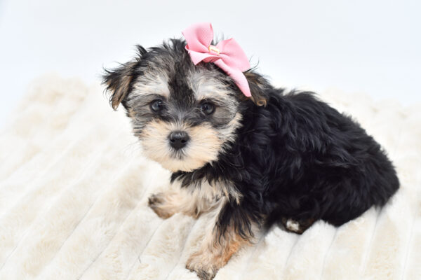 [#26350-02]  - Tan M Maltipoo Puppies for Sale