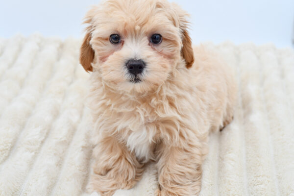 [#26350-02]  - Tan M Maltipoo Puppies for Sale
