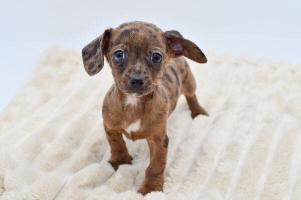 [#26389-01]  - Chocolate Merle M Chiweenie Puppies for Sale