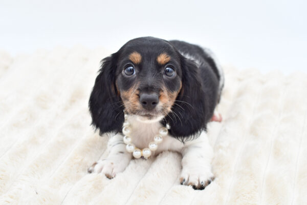 [#26391-03]  - Black / Tan F Dachshund Puppies for Sale