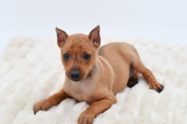 [#26406-01]  - Red M Miniature Pinscher Puppies for Sale