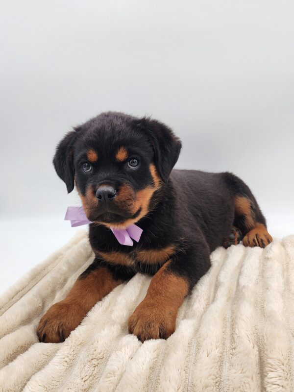 [#26406-04]  - Black / Tan F Rottweiler Puppies for Sale