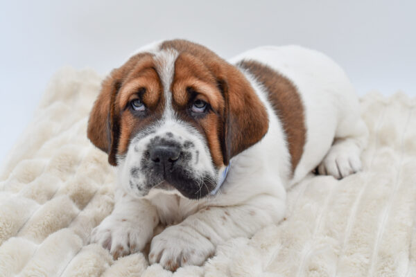 [#2652-03]  - Brown / White M Walrus Puppies for Sale
