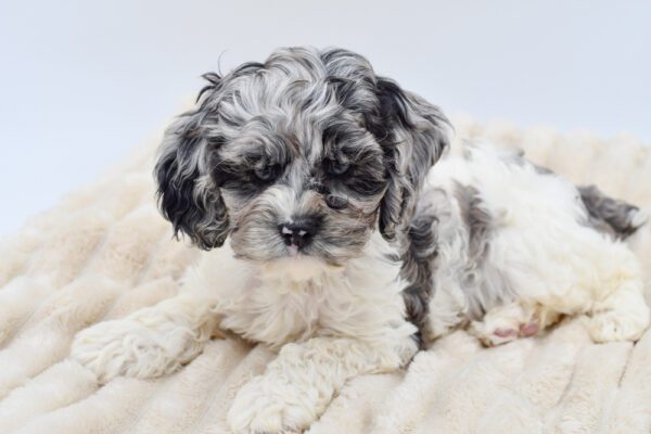 [#26374-01]  - Blue Merle M Cock A Poo Puppies for Sale