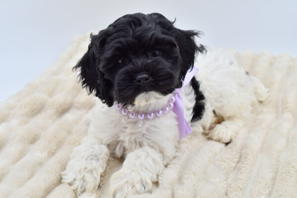 [#26374-06]  - Black F Cock A Poo Puppies for Sale