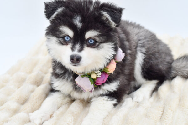 [#26382-02]  - Black / Tan F Alaskan Klee Kai Puppies for Sale