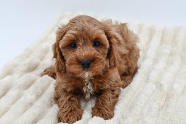 [#26475-02]  - Red M Cavapoo Puppies for Sale