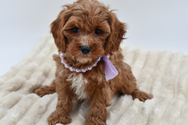 [#26475-03]  - Red F Cavapoo Puppies for Sale