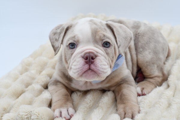 [#26513-04]  - Lilac Merle M Victorian Bulldog Puppies for Sale
