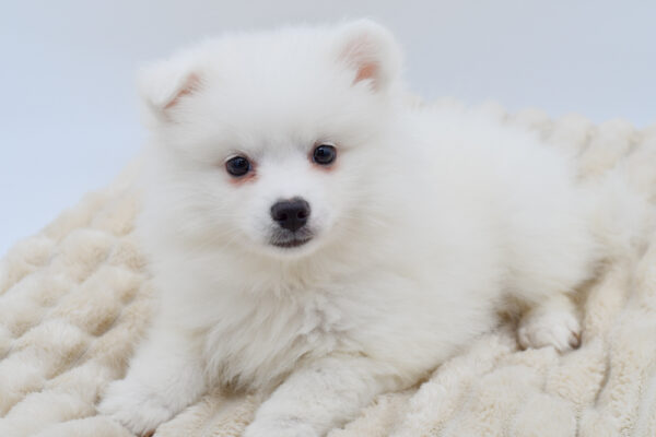 [#26545-03]  - White M American Eskimo Dog Puppies for Sale