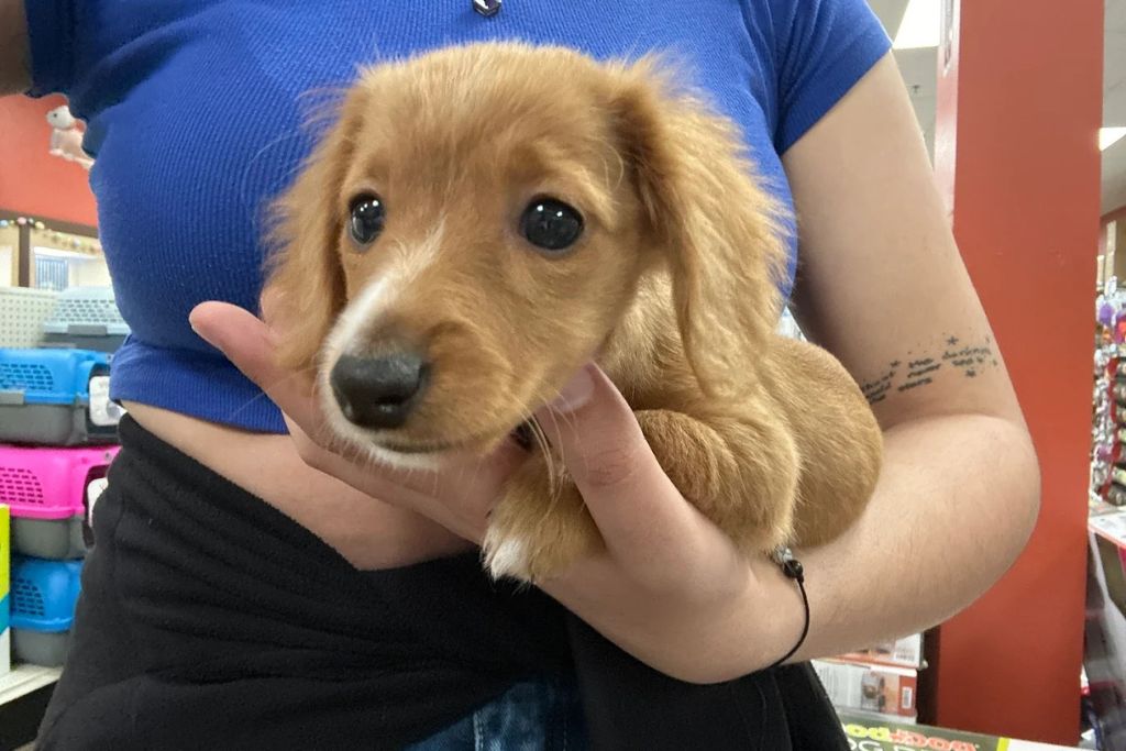 Buying a Puppy from Petland: What to Know Before You Bring One Home