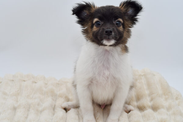 [#26199-01]  - Brown / White M Rat Terrier/Chihuahua Puppies for Sale