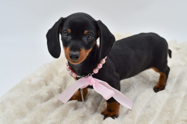 [#26122-03]  - Black / Tan F Dachshund Puppies for Sale
