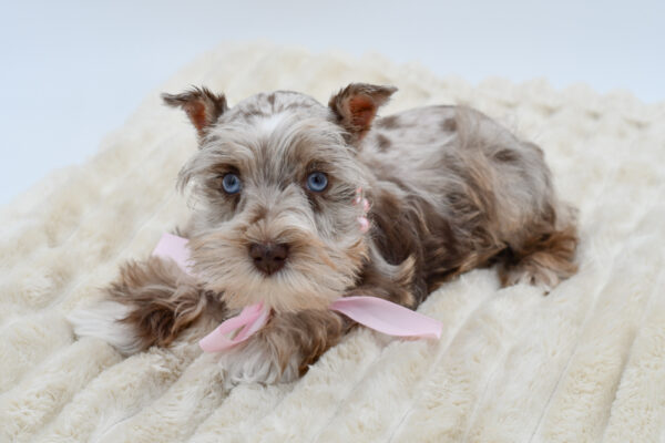[#26202-02]  - Chocolate Merle F Miniature Schnauzer Puppies for Sale