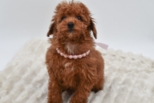 [#26397-01]  - Red F Poodle Mini Puppies for Sale