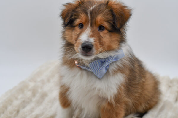 [#26426-02]  - Sable M Shetland Sheepdog Puppies for Sale