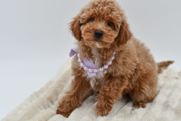 [#26435-04]  - Apricot F Maltipoo Puppies for Sale