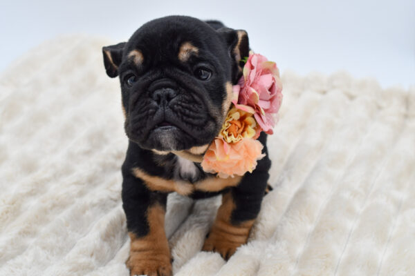 [#26491-04]  - Black / Tan F English Bulldog  Puppies for Sale