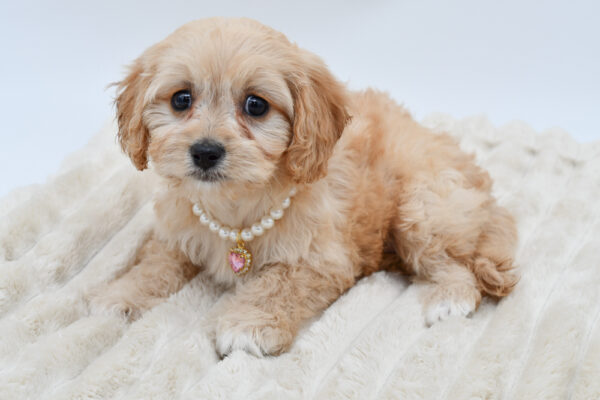 [#26397-03]  - Apricot F Cavachon Puppies for Sale