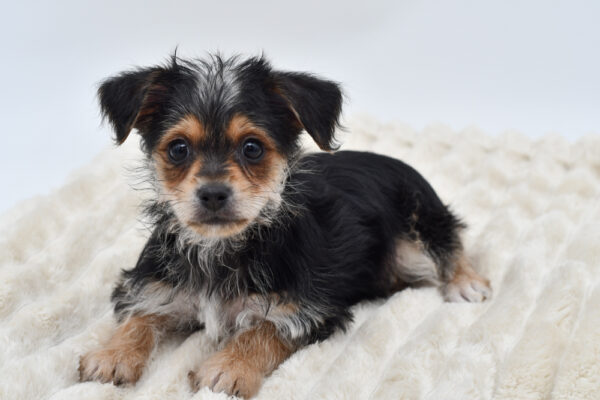 [#26373-02]  - Black / Tan M Yochon Puppies for Sale