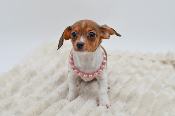 [#26443-04]  - White / Brown F Chiweenie Puppies for Sale