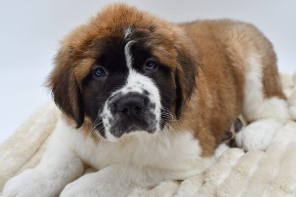 [#2662-03]  - Sable / White M Saint Bernard Puppies for Sale