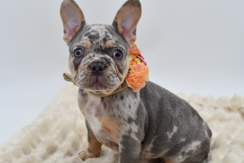 French Bulldog in Livonia, MI