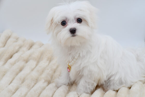 [#26192-03]  - White F Maltese Puppies for Sale