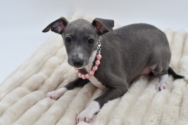 [#26424-02]  - Blue / White F Italian Greyhound Puppies for Sale