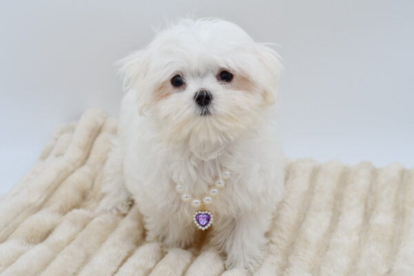 [#26443-02]  - White F Maltese Puppies for Sale