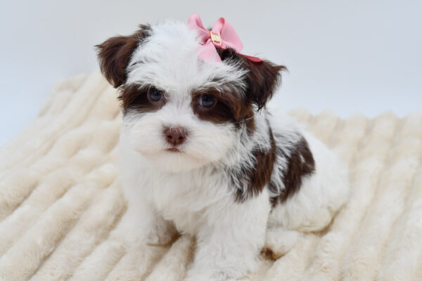[#26468-02]  - Chocolate / White F Havanese Puppies for Sale