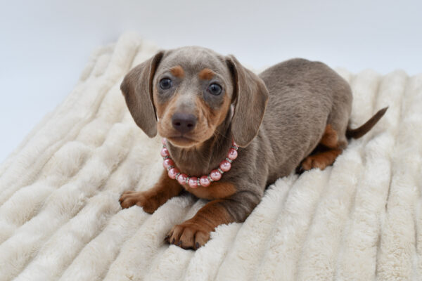 [#26474-04]  - Isabella F Dachshund Puppies for Sale