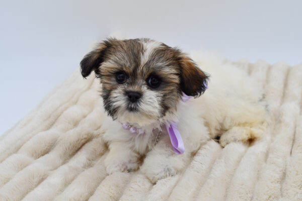 [#26573-06]  - Brown / White F Teddy Bear Puppies for Sale