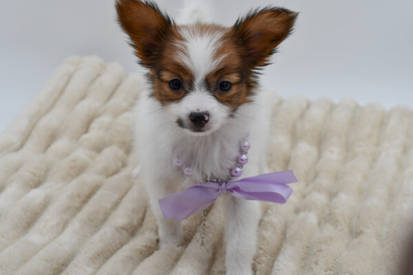 [#26817-04]  - Sable / White F Papillon Puppies for Sale
