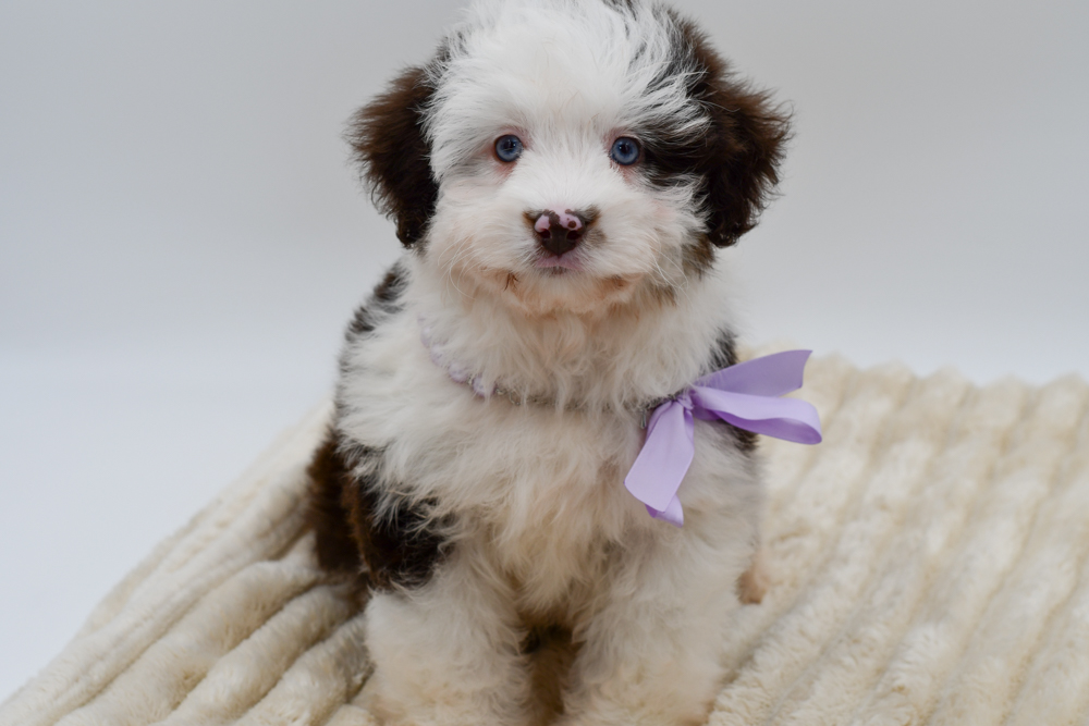 Aussiedoodle Mini (F) 39986