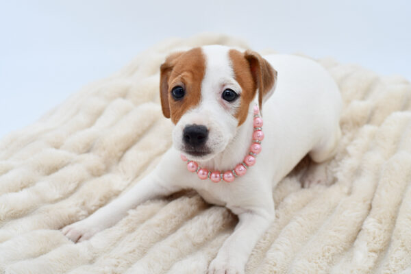 [#26435-04]  - Tri-Colored F Jack Russell Terrier Puppies for Sale
