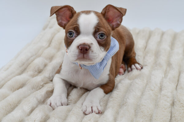 [#26488-01]  - Brown / White M Boston Terrier Puppies for Sale
