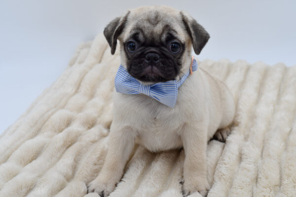 [#26489-04]  - Fawn M Pug Puppies for Sale